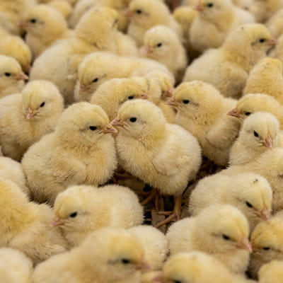 Healthy vaccinated day-old chicks for poultry farms.