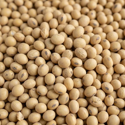 Premium soyabeans packed with protein, ideal for food processing.