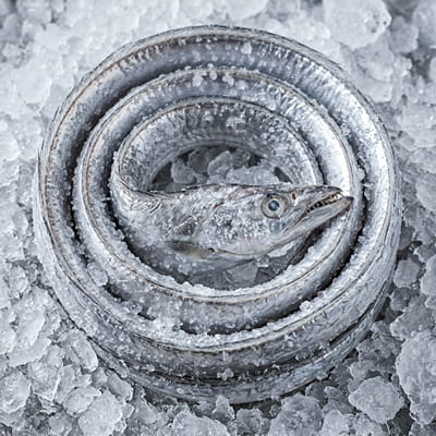 Delicate frozen ribbon fish popular in Asian cuisine.