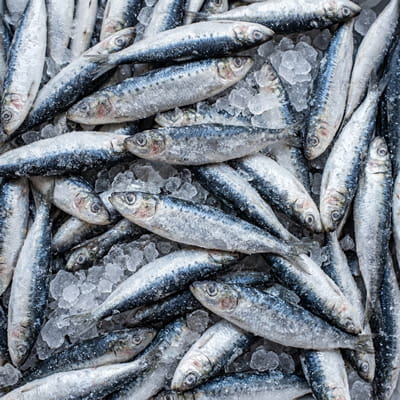 Fresh-frozen sardines rich in omega-3 fatty acids