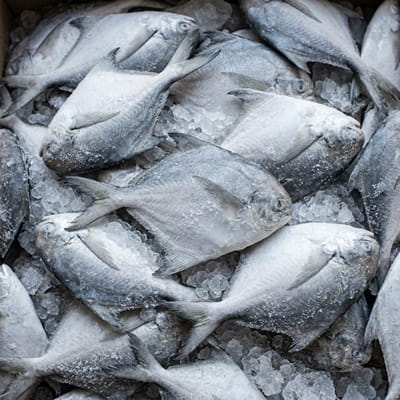 Premium frozen pomfret, highly valued in global seafood markets.