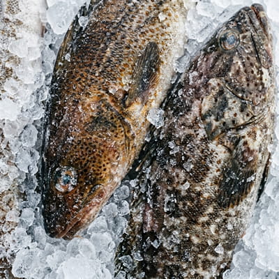 Premium frozen reef cod and grouper for export.
