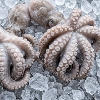 Whole and cleaned frozen octopus for global buyers.