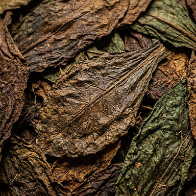nicotiana-rustica-tobacco-leaves.jpgAlt Tag: Nicotiana Rustica: A strong, high-nicotine tobacco variety widely used in industrial and specialty applications.