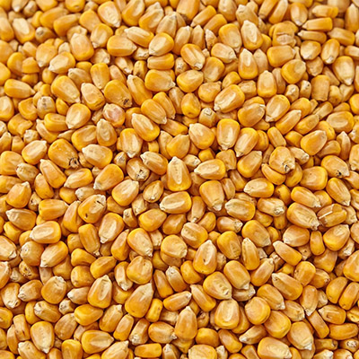 Essential energy grain for balanced livestock nutrition.