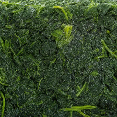 Export-grade frozen spinach blocks for food processing