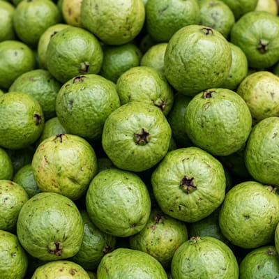 Fresh green guavas packed for international trade.