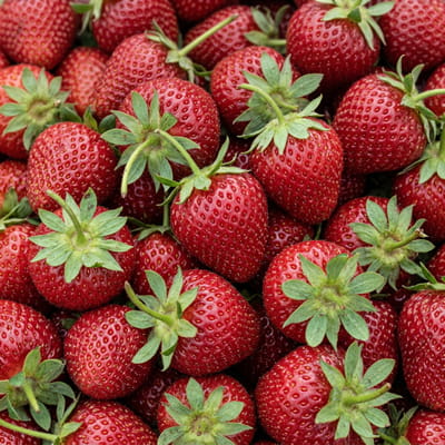 Fresh red strawberries with green caps for export.