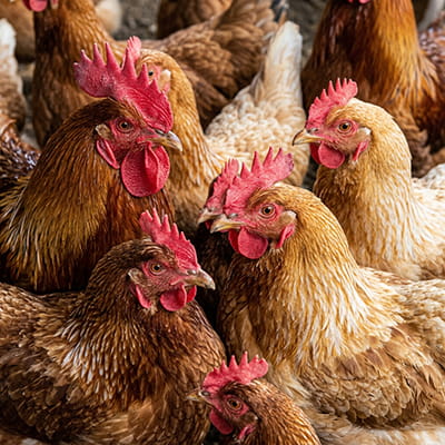 Certified breeding stock from superior poultry genetics.