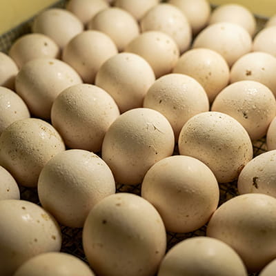 Fertile hatching eggs from premium poultry breeds.