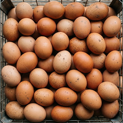 Fresh farm eggs graded and packed for global export.
