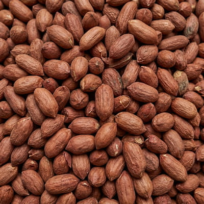 High-quality peanuts suitable for oil production and snacking