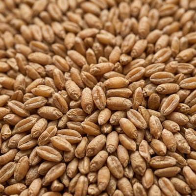 Premium whole wheat grain for flour and food processing.