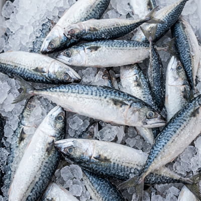 Rich, flavorful frozen Indian mackerel for export.