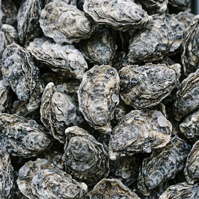 Sea Food