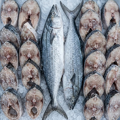 Premium frozen seer fish/kingfish for export.