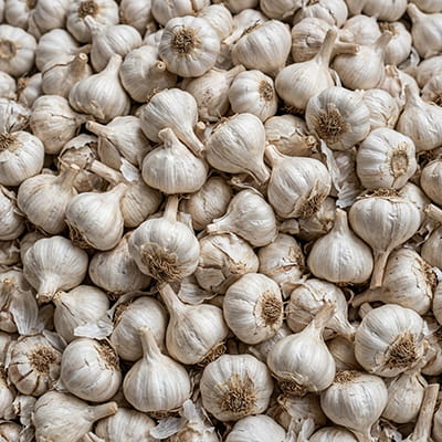 Aromatic Indian garlic with strong flavor, available in bulk.