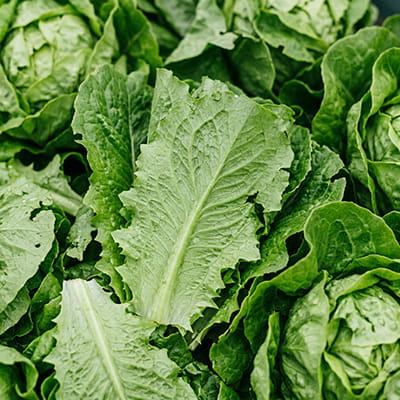 Crisp lettuce leaves freshly harvested and export-ready.