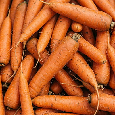Crisp, sweet carrots packed with beta-carotene for global buyers.