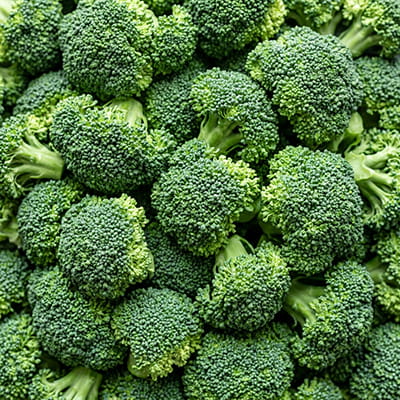 Fresh broccoli florets, vibrant green and export-quality grade.