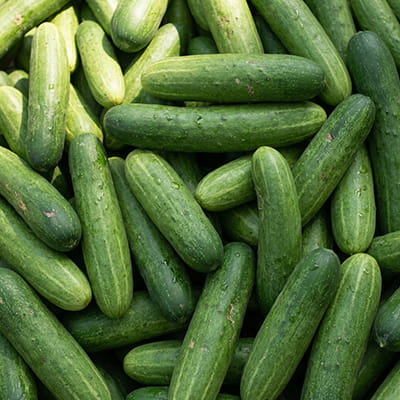 Fresh cucumbers with optimal water content, ideal for salads and export.