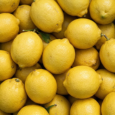Juicy lemons rich in Vitamin C, sorted for export.