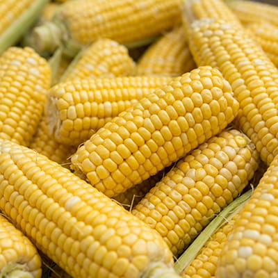 Juicy sweet corn cobs, popular in international food markets.
