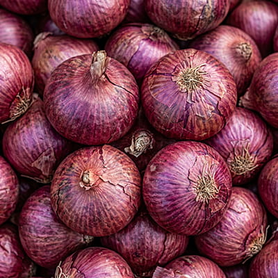 Premium fresh onions sorted and packed for export to global food markets.